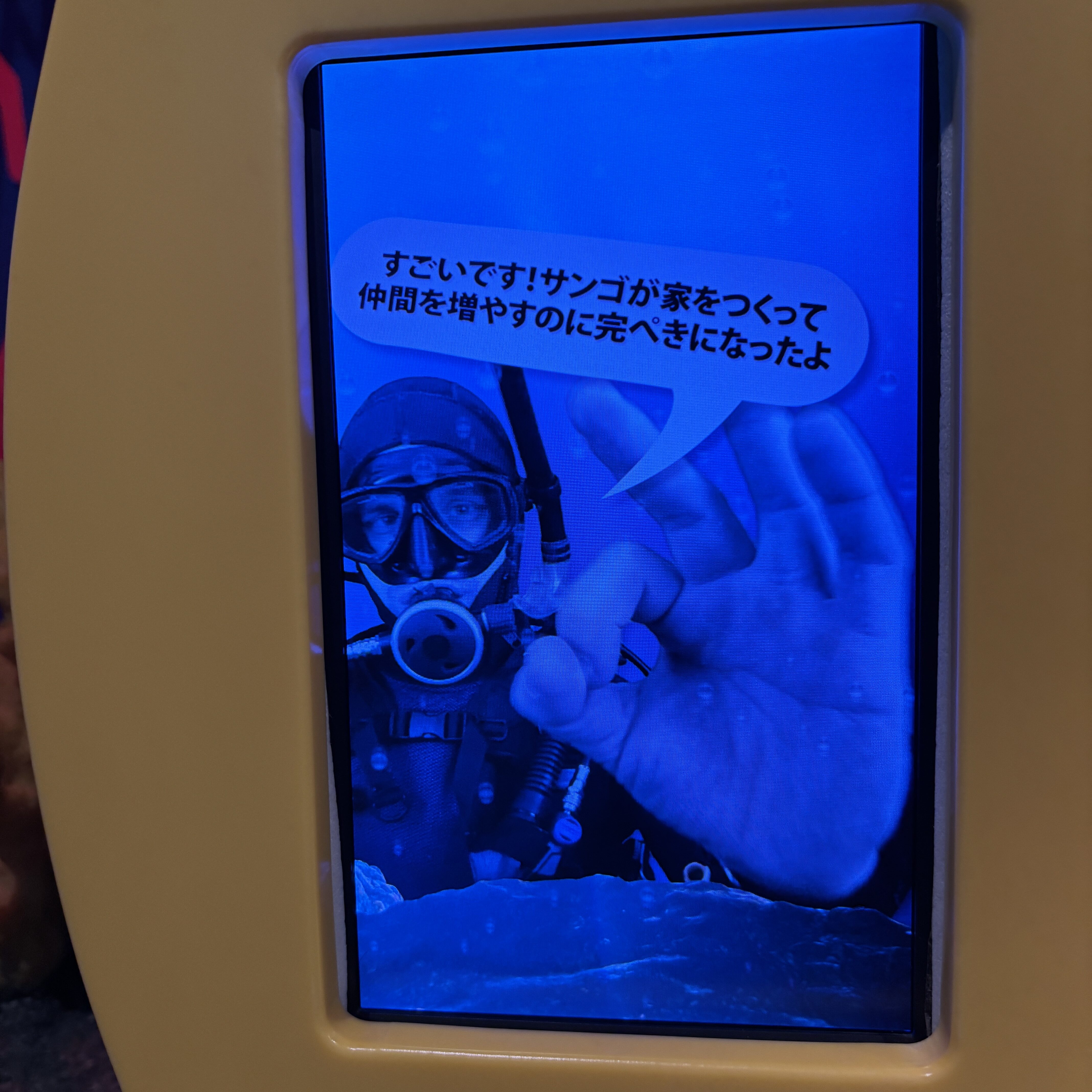 サンゴゲームが成功