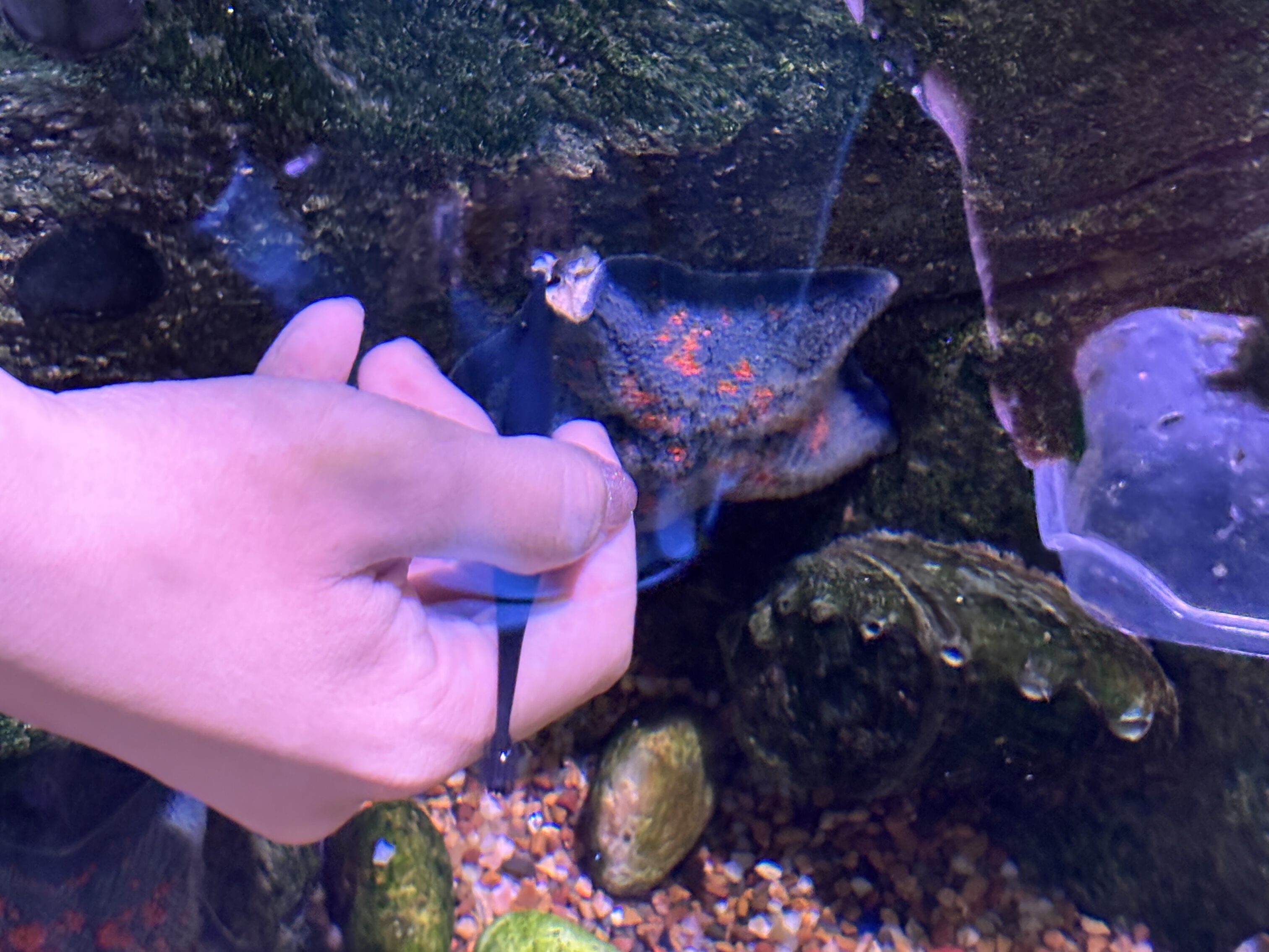 ヒトデの食事