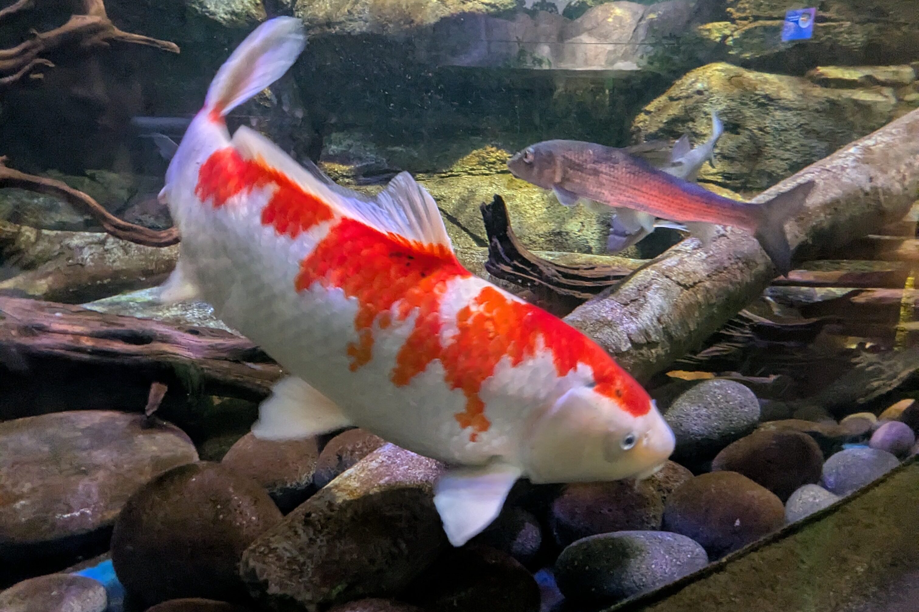 sea life nagoyaの金魚のアップ
