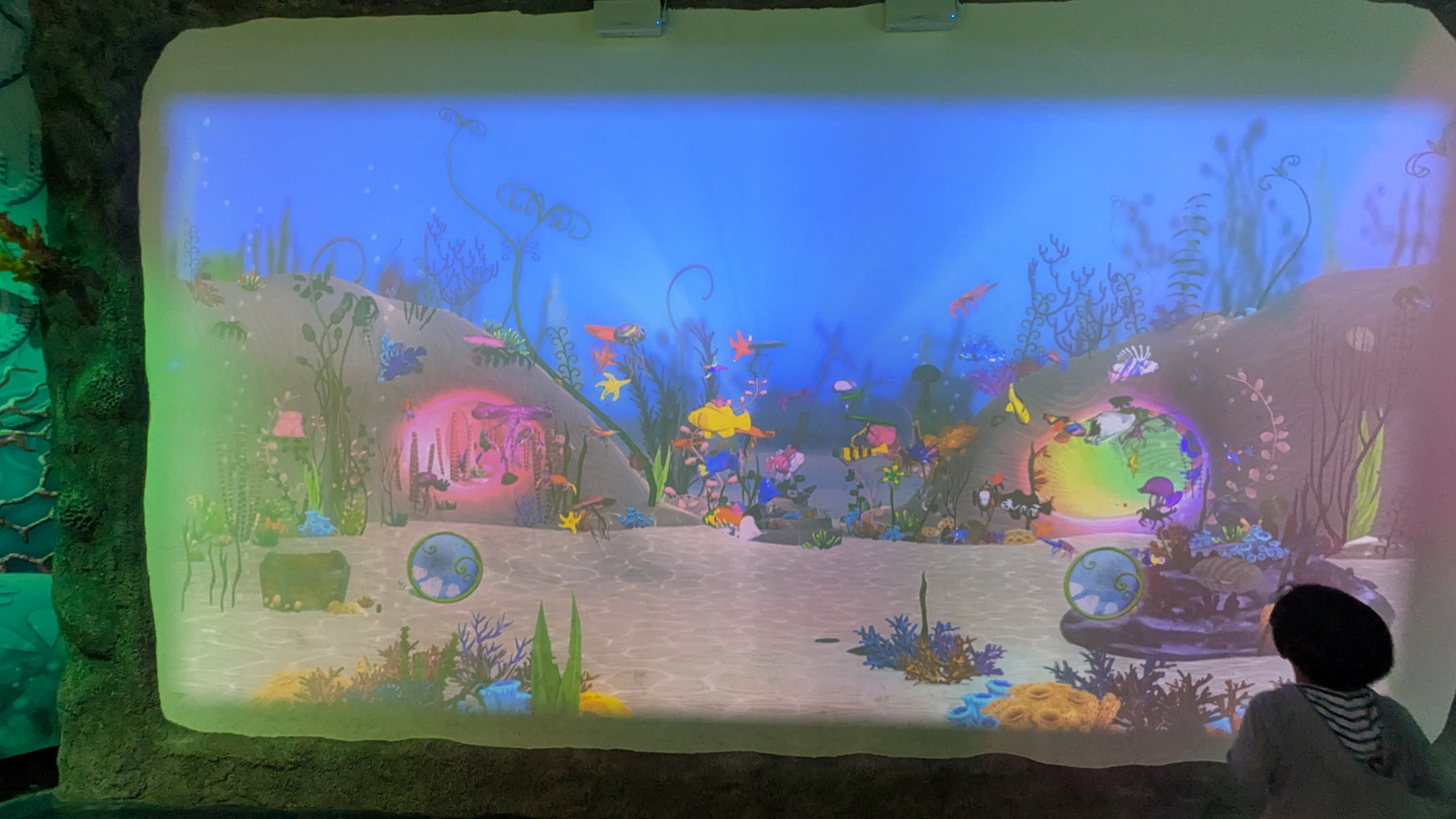 大きなスクリーンに映った魚たち