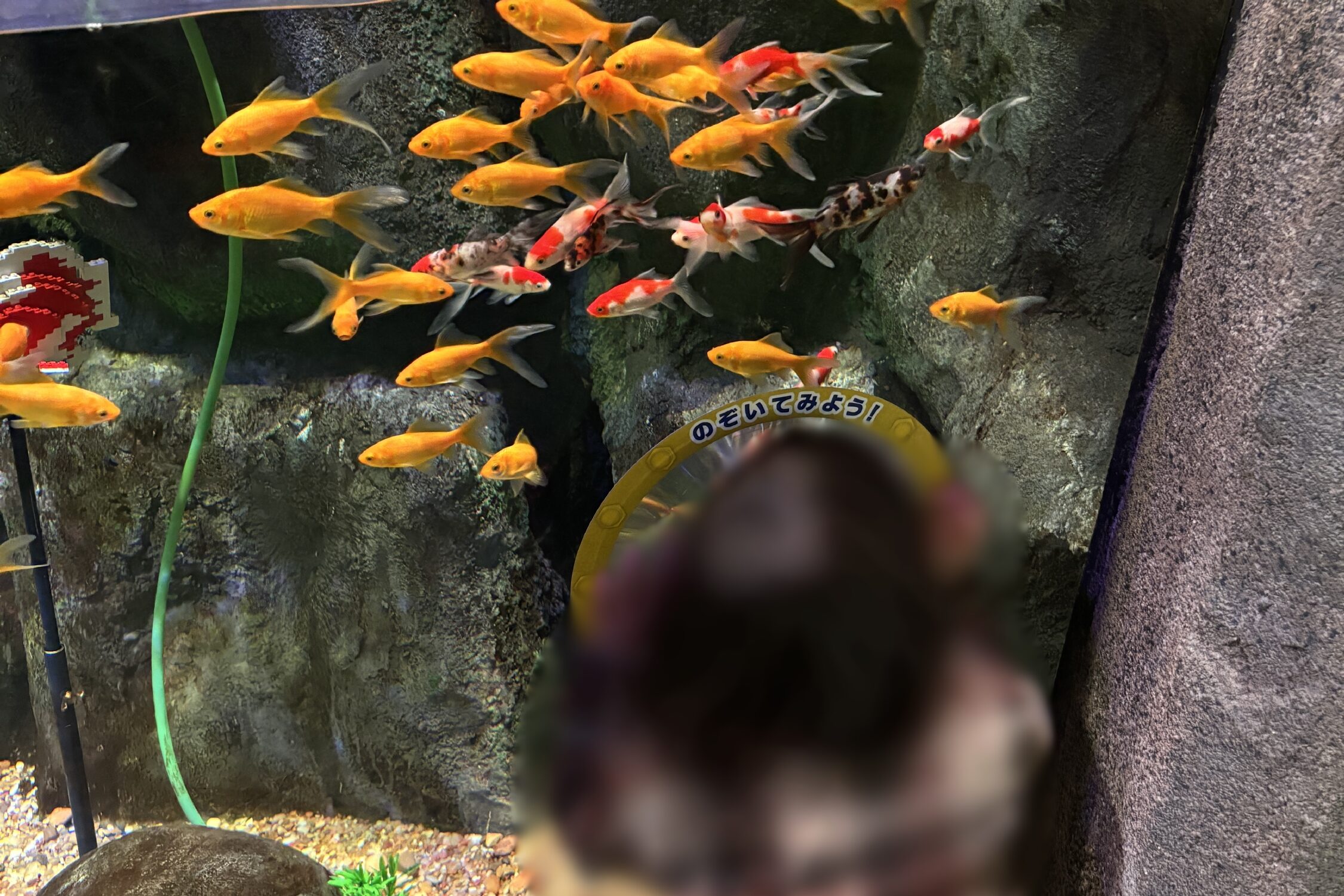 sea life nagoyaの金魚